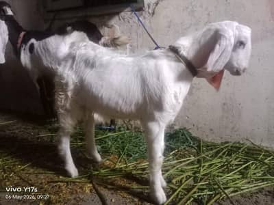 bakri or bache