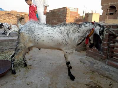 bakra for sale
