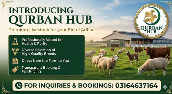 QURBAN HUB | Bakra For Sale In Lahore