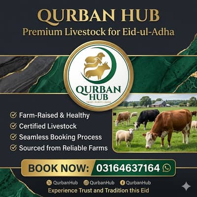 QURBAN HUB | Bakra For Sale In Lahore