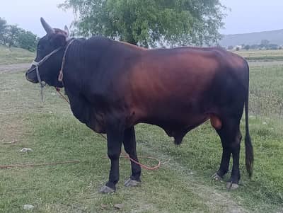 Strong Healthy Saand for Sale – Premium Qurbani Animal