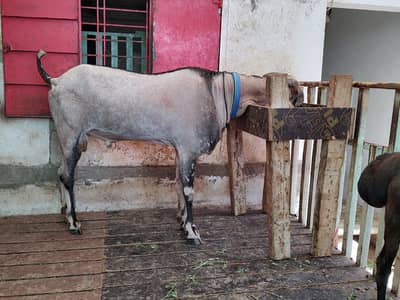 NAGRABAKRA  BREEDER MALE FOR SALE