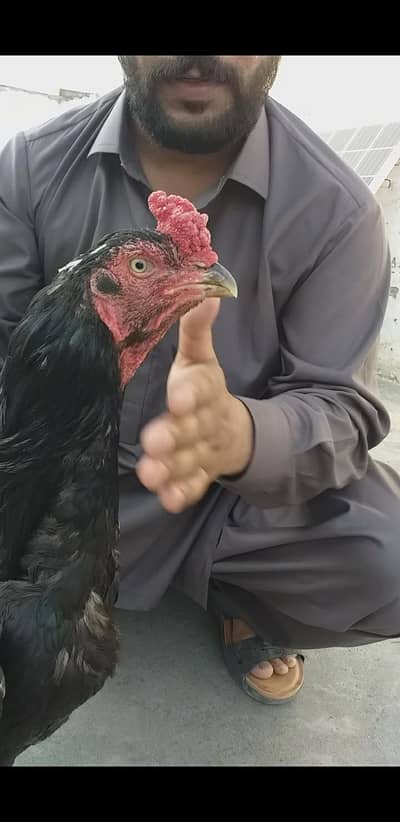 High quality mushka bird 03175087917