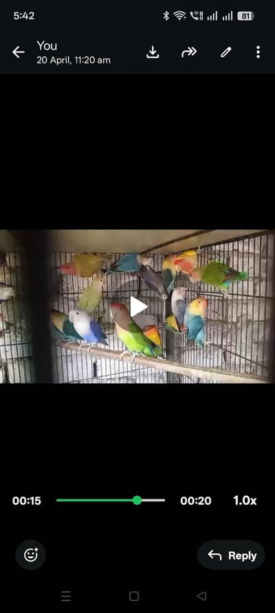 java or love birds 0305439091three