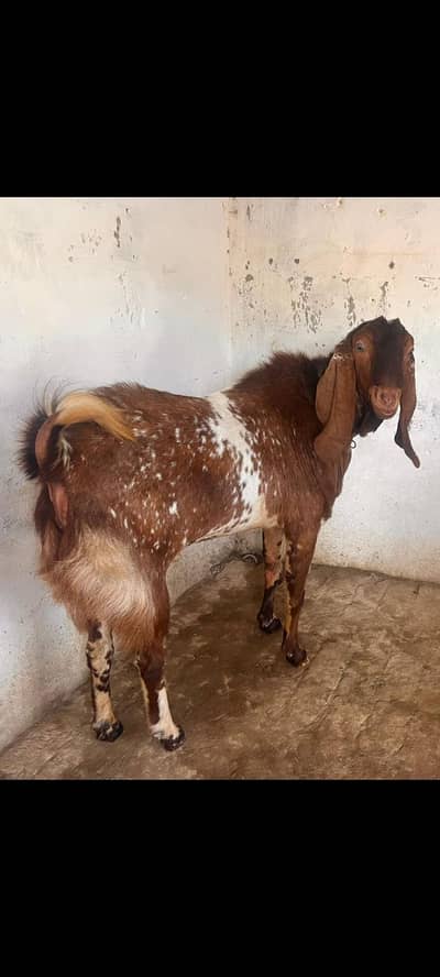 goatccgg