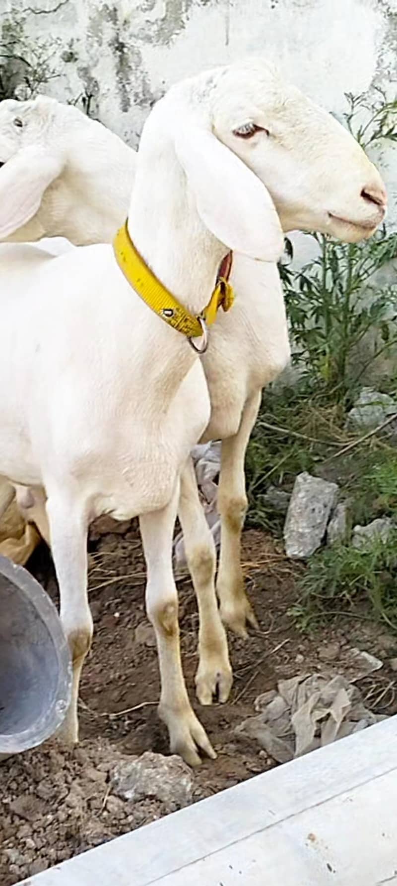 dumba sheep 1