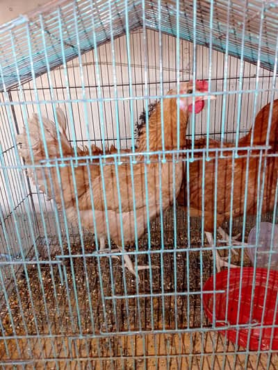 Hens.