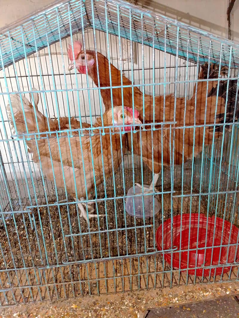 Hens. 1