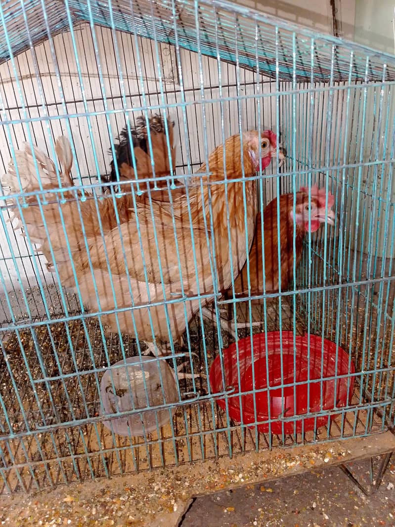 Hens. 2