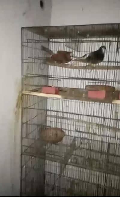 3 cage h 12 khano k mgr osko kaat kr colony banai h