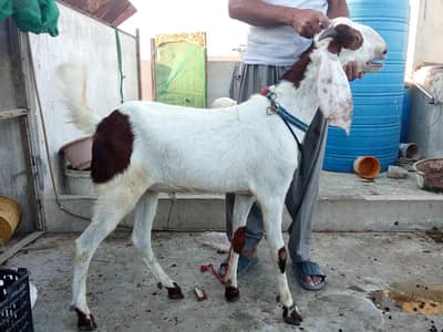 fresh 2 Dant Bakra for sale
