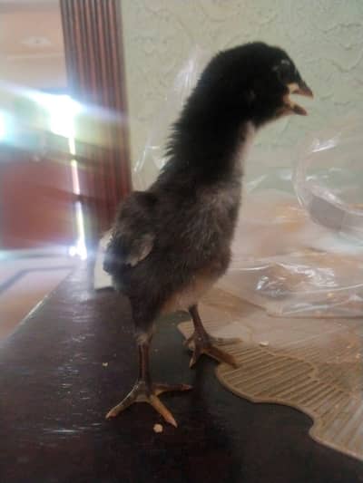 Aseel thai chicks
