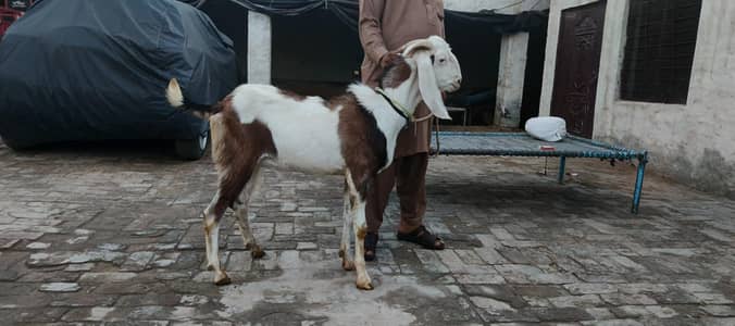 Qurbani Bakra