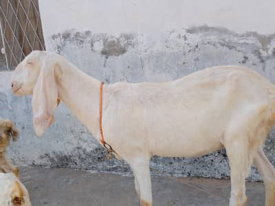 goat for sale