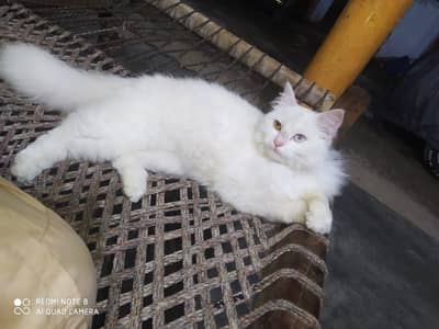 cat for sale