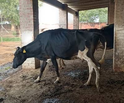 Cross breed cow for sale
