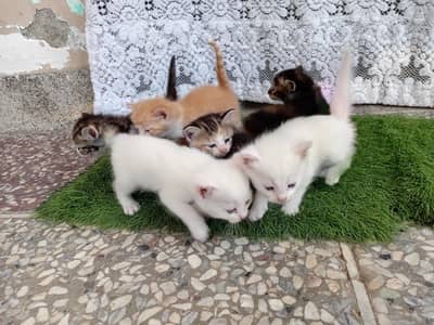 little cates
