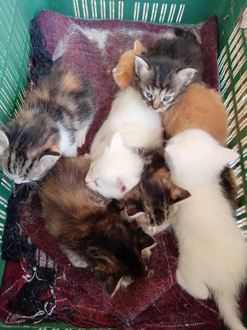 little cates 1
