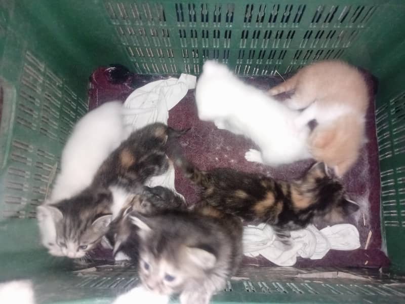 little cates 2
