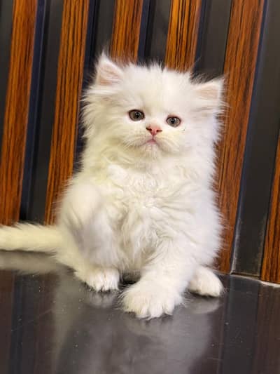 Persian kittens