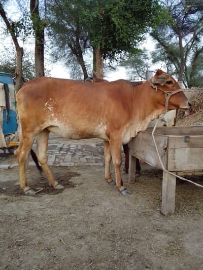 “Qurbani ki sehatmand waghri for sale”