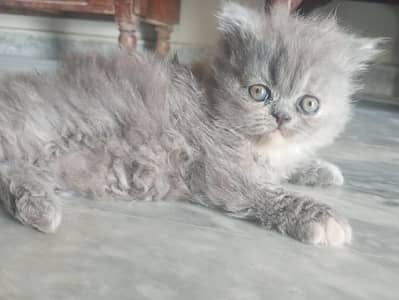 High-Quality Triple Coated Persian Kittens for Sale- Healthy & Playful