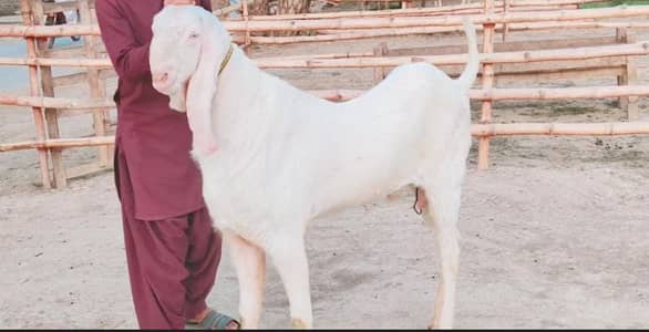 2 Dant Bakra For Sale call _03228068308