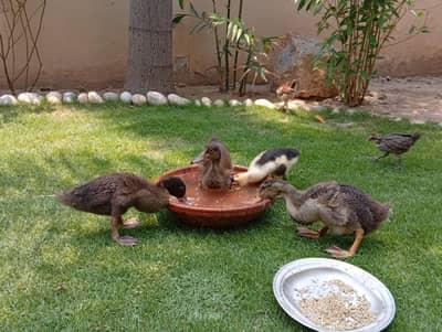 ducklings