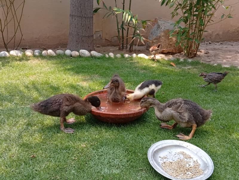 ducklings 0