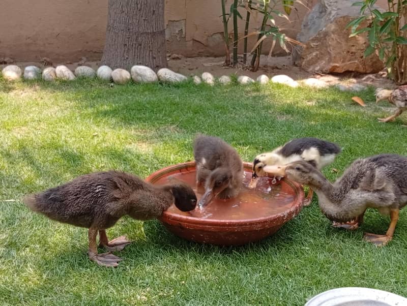ducklings 1