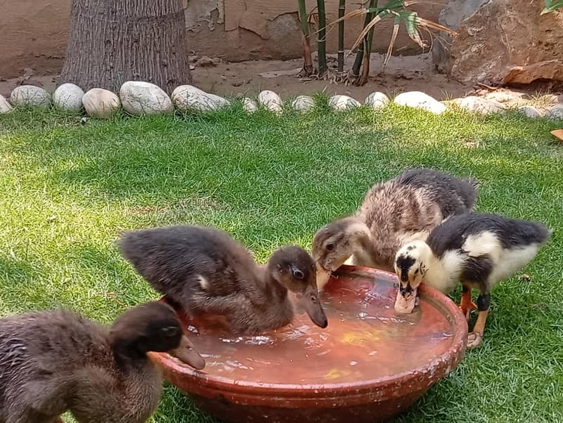 ducklings 2