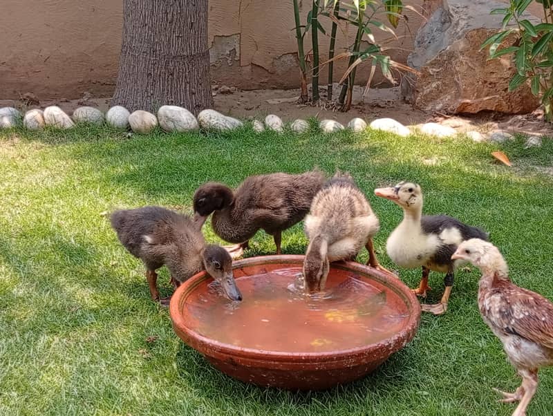 ducklings 3