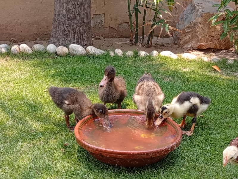 ducklings 4