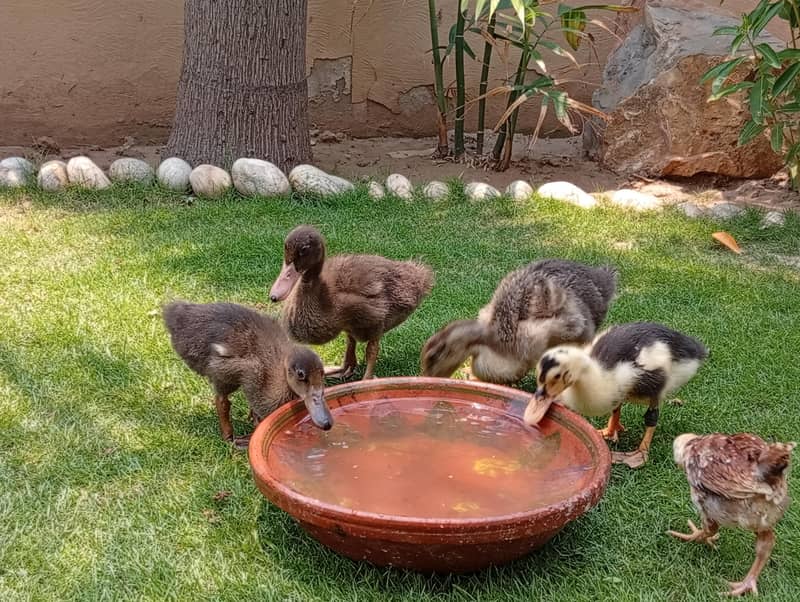ducklings 5