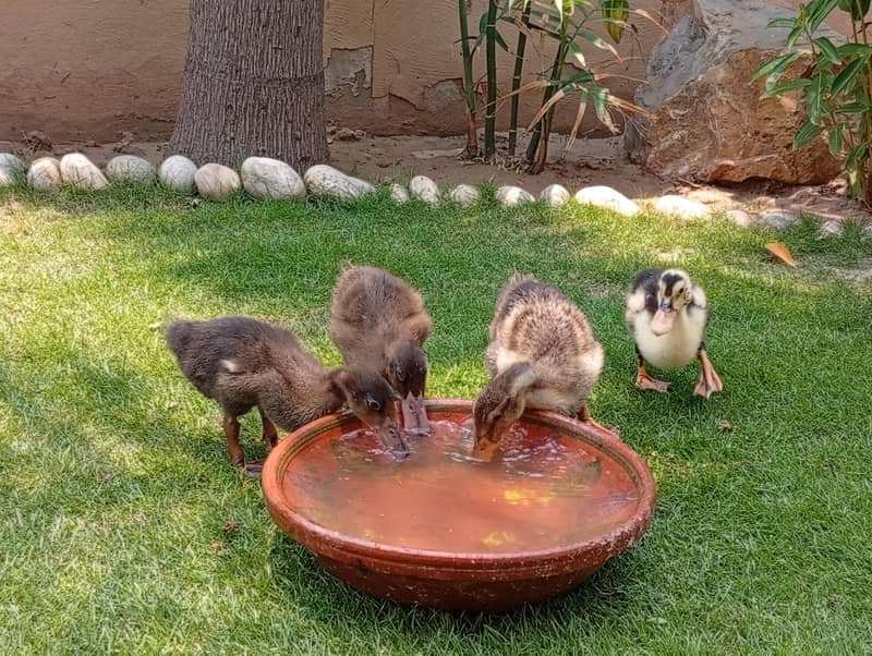 ducklings 6