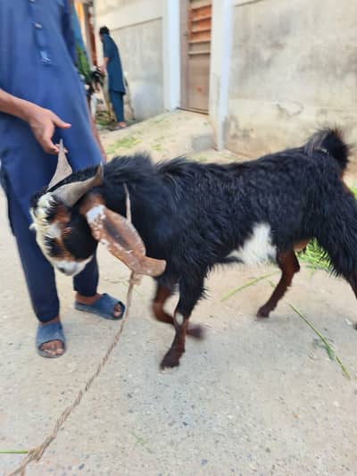 Healthy Bakrai for Qurbani 2026 – Best Price