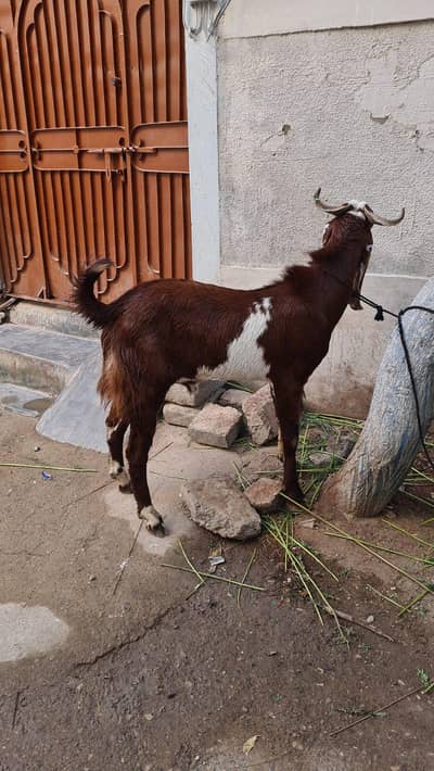 Healthy Bakrai for Qurbani 2026 – Best Price
