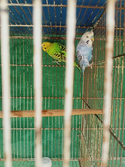 I m selling budgri cristed males pair