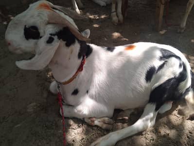 pink bakra khassi rajanpori 03267500033