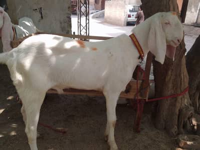 pink bakra khassi rajanpori 03267500033