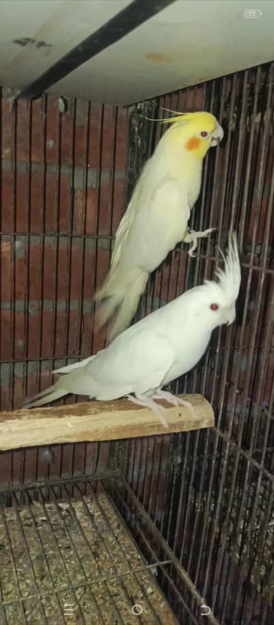 100bredrar pair