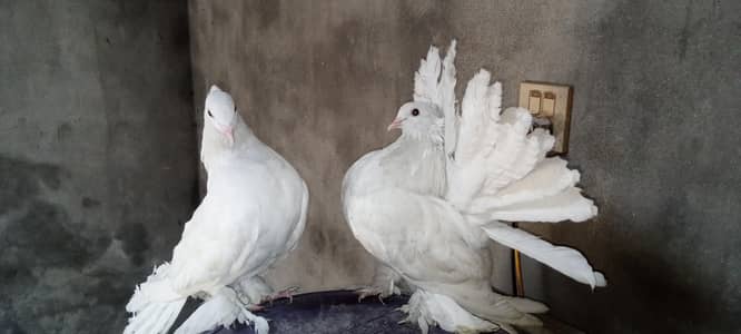 Pure American Lucky Pegions White