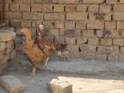 Desi and Aseel egg laying hens for sale