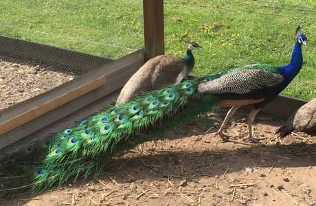 Peacock
