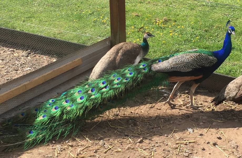 Peacock 0