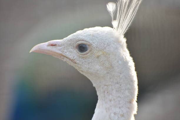 Peacock 1