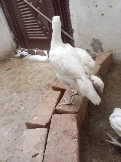 Heera Aseel  3  months  Age   2500  per  piece
