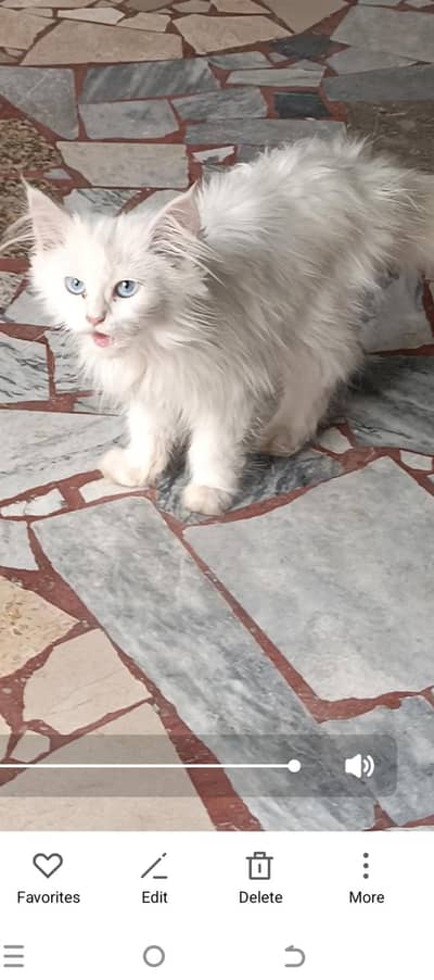 triple cot panch face cat for sell