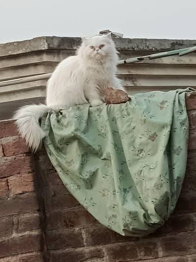 triple cot panch face cat for sell