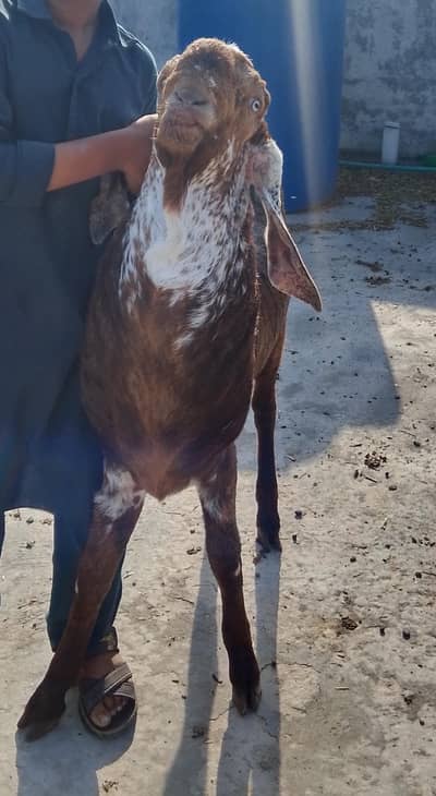 bakra for qurbani